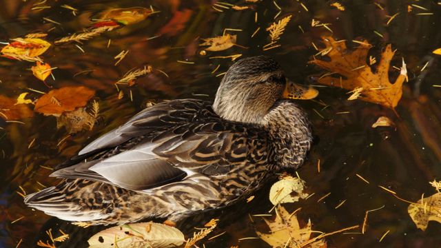 nature photo - duck
