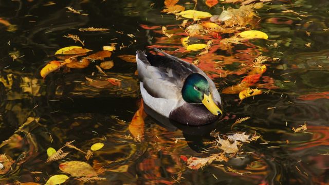 nature photo duck in pond