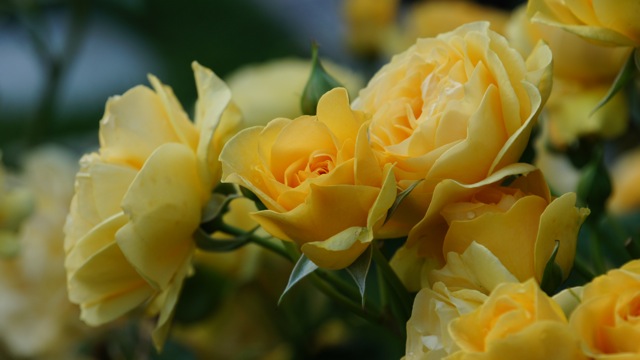 group of yellow roses