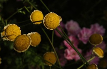 flower buds
