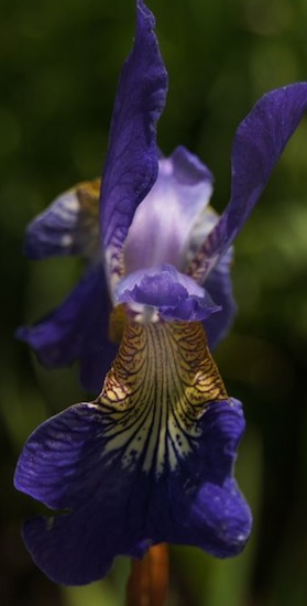 Flower Photo - Iris