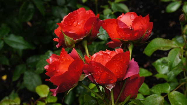 Four Roses with Raindrops